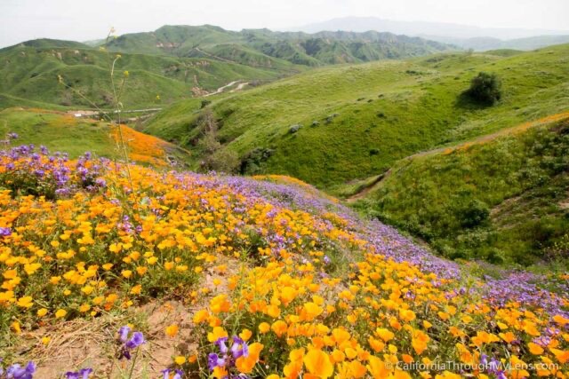 Chino Hills: A Young City in Old Hills — 奇諾崗：住在老山丘裡的年輕城市